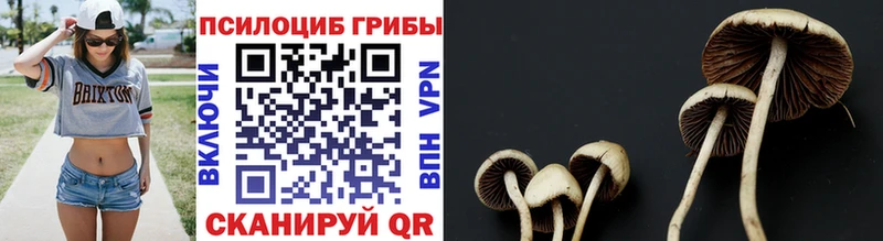 Галлюциногенные грибы Cubensis  Гулькевичи 